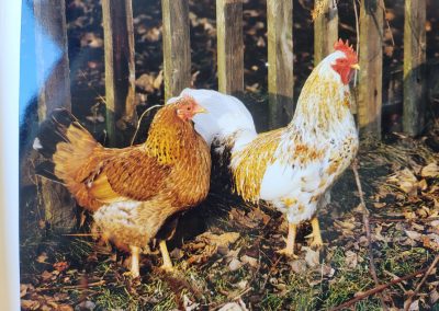 7431 BAD TATZMANNSDORF – Falco und die Hühner